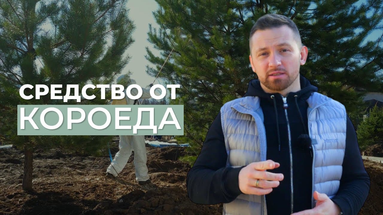 Средство от короеда. Препарат "Клипер"
